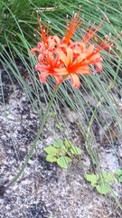 Nerine sarniensis