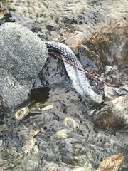 Masticophis fuliginosus