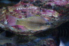 Ostorhinchus fleurieu