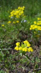 Castilleja campestris
