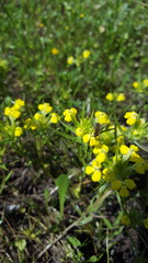 Castilleja campestris