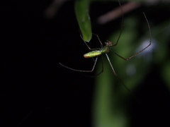 Tetragnatha squamata