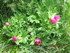 Paeonia officinalis