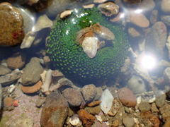 Anthopleura fuscoviridis