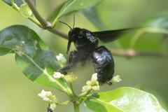Biluna