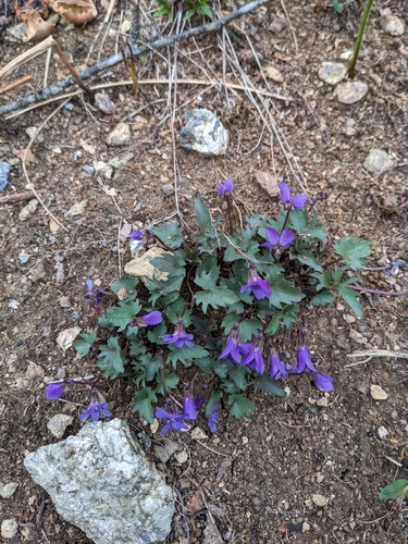 Image of Viola monacanora by (c) Alaina Krakowiak, some rights reserved (CC BY)