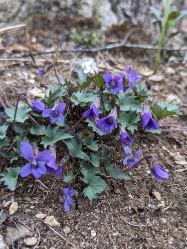 Image of Viola monacanora by (c) Alaina Krakowiak, some rights reserved (CC BY)