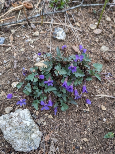 Image of Viola monacanora by (c) Alaina Krakowiak, some rights reserved (CC BY)