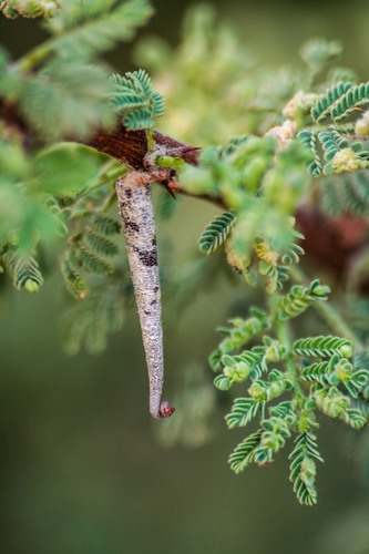 Trachypteryx acanthotecta