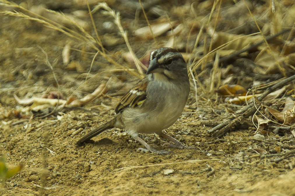 Tumbes Sparrow