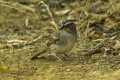 Tumbes Sparrow photo 1