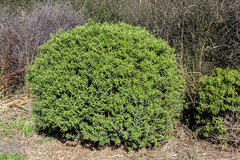 Veronica strictissima