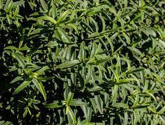 Veronica strictissima