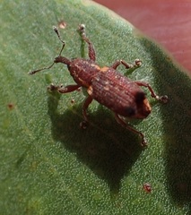 Encosmia cornuta
