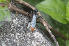 Tachypompilus analis