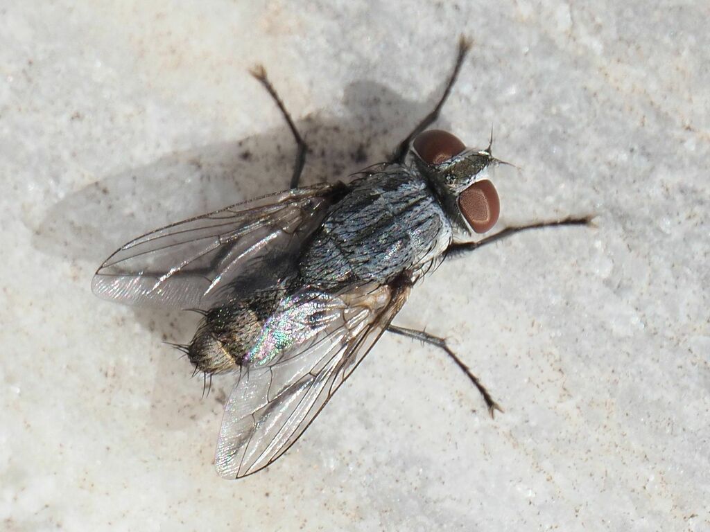 Senotainia albifrons