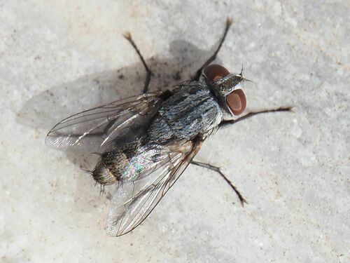 Senotainia albifrons