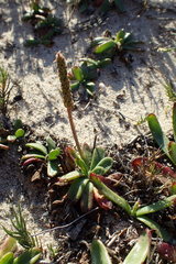 Plantago carnosa