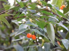Wikstroemia nutans