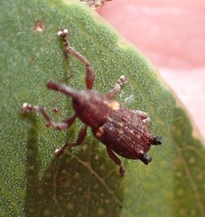 Encosmia cornuta