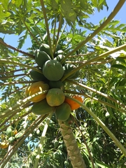Carica papaya