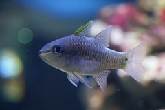 Ostorhinchus fleurieu