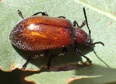 Ecnolagria rufescens