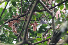 Parus minor commixtus