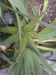 Aloe vera