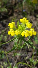 Castilleja campestris