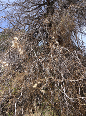 Clematis