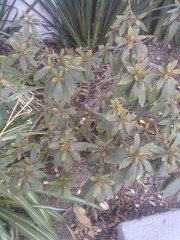 Rhododendron