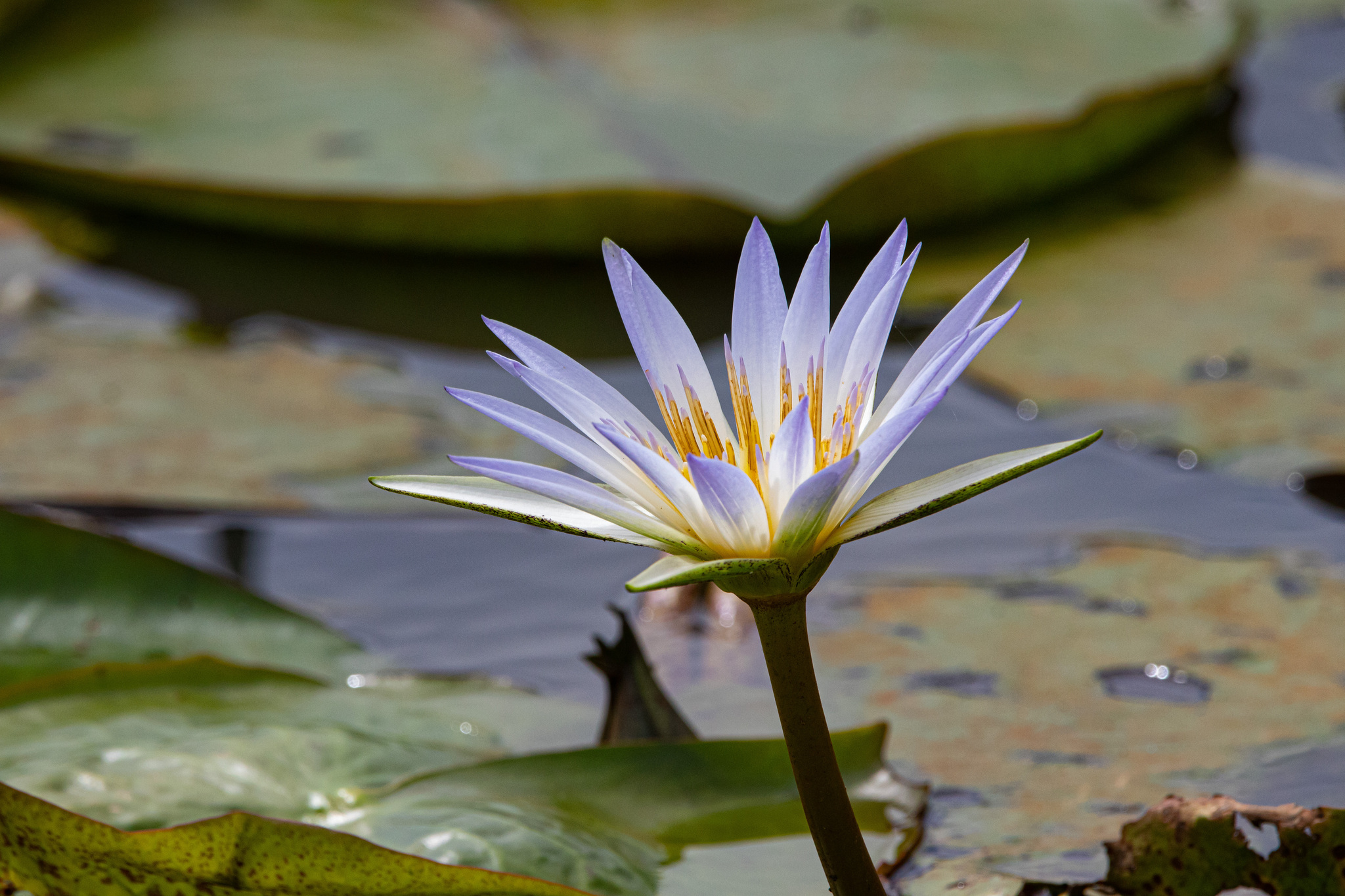 Nymphaea nouchali