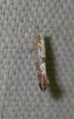Argyresthia spinosella