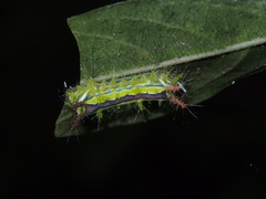 Birthamula rufa