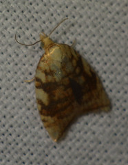 Aleimma loeflingiana