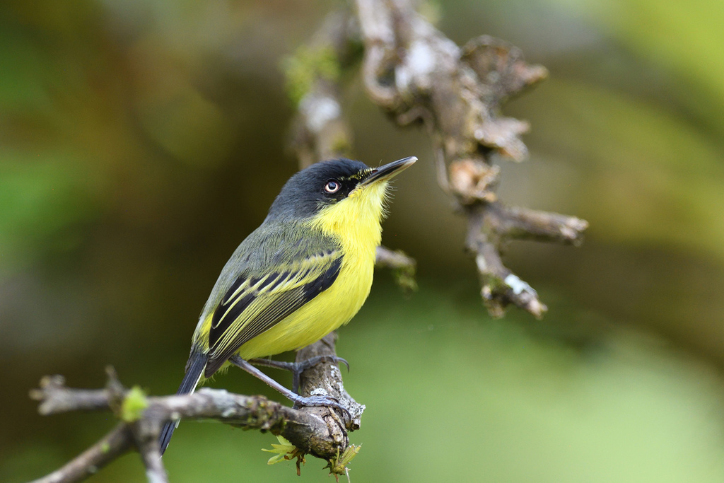 Common Tody-Flycatcher photo