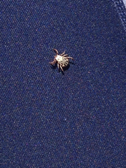 Dermacentor andersoni