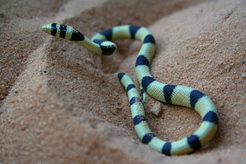 Photo of a Elegant Racer (Platyceps elegantissimus)