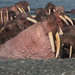 Pacific Walrus - Photo (c) должанский, some rights reserved (CC BY-NC), uploaded by должанский