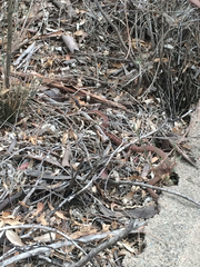 Masticophis flagellum piceus