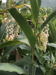 Alpinia nutans