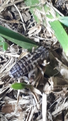 Cophogryllus