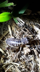 Cophogryllus