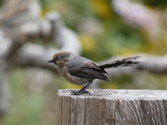 Psaltriparus minimus
