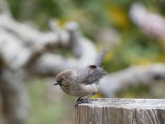 Psaltriparus minimus