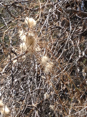 Clematis