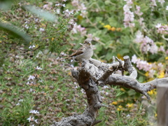 Passer domesticus
