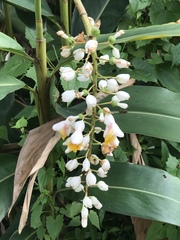 Alpinia nutans