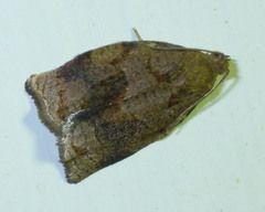 Archips xylosteana